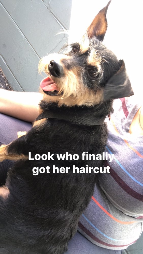 Shear Pawfection Image