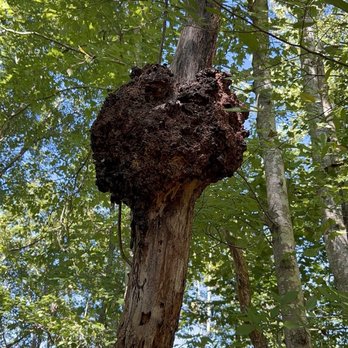 Birkhead Mountains Wilderness Trail - Hiking Near Me - Asheboro, North Carolina