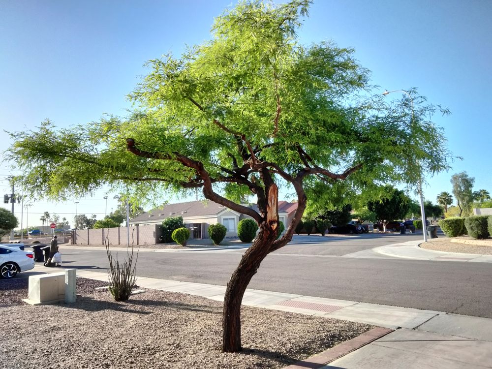 Grass Roots Landscape - tree service in Chandler, AZ