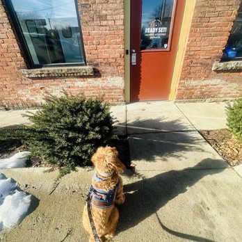 Ready Set Coffee - Waiting on her tiny bone treat - Coffee Roasteries Near Me - Cleveland, Ohio