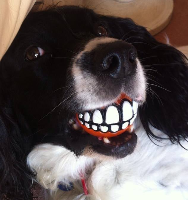 chihuahua and shih tzu mix full grown