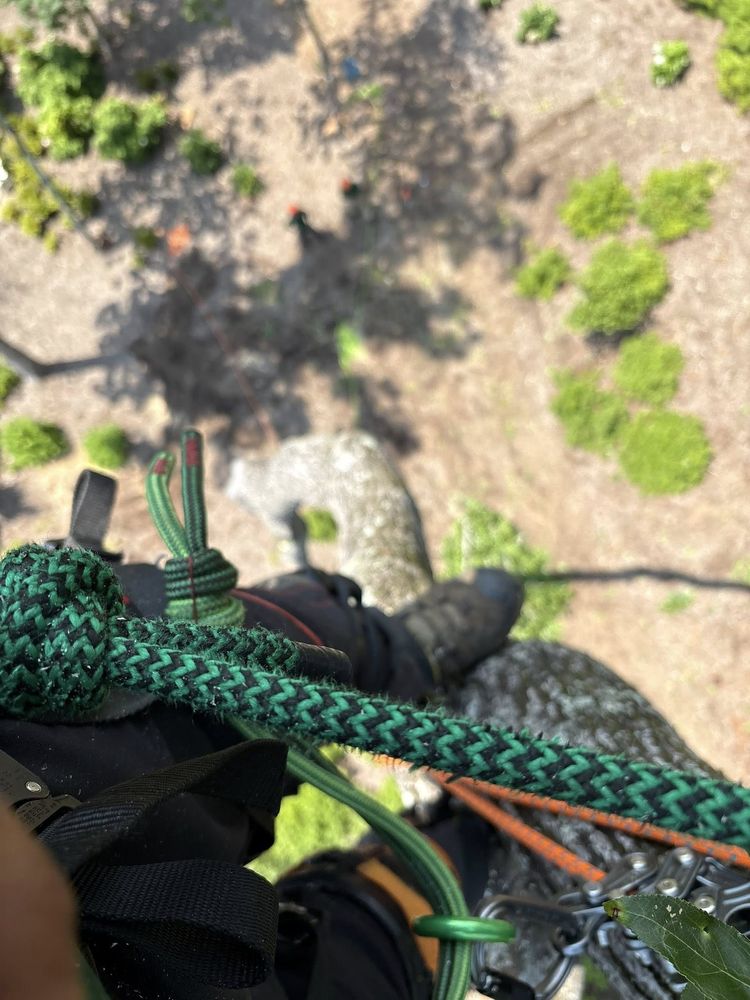 Omar’s Tree & Landscaping Services - tree service in Greenville, SC