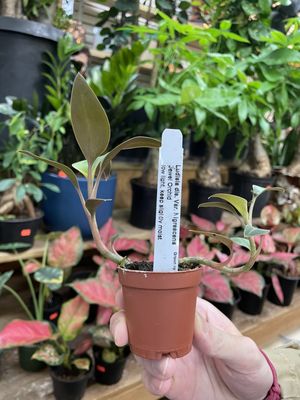 Dahing Plants & Landscaping by null