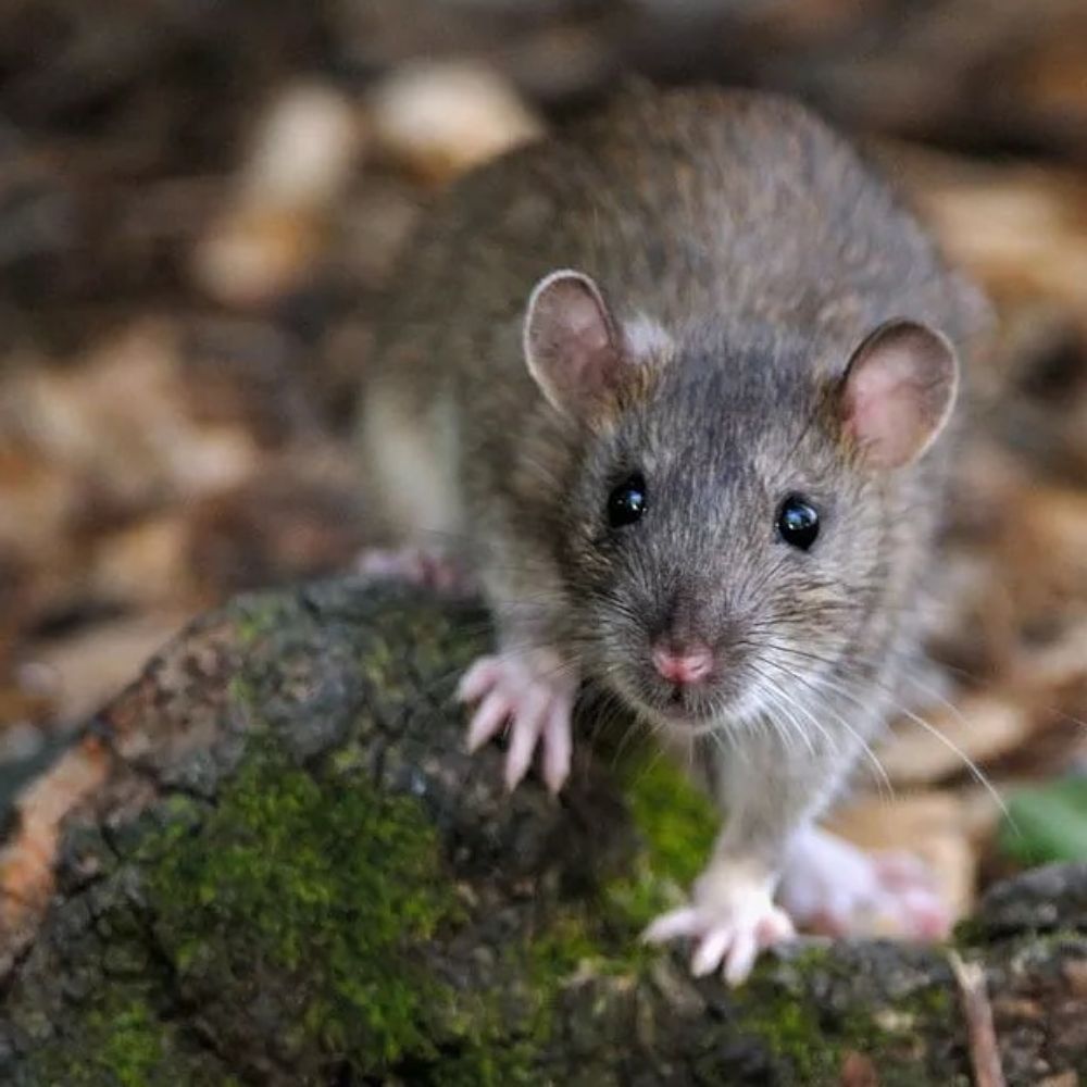 PRO DEFENSE PEST CONTROL Updated May 2024 25 Photos & 13 Reviews