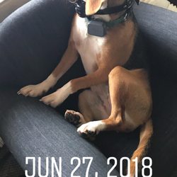 Kelli D Wahl LMT, MMP - Therapy dog Martha