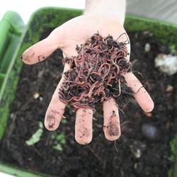 The Worm Girls - Worm bin and worms