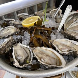 Oysters Oysters