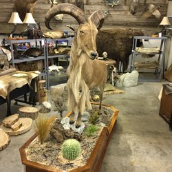 Top of Texas Taxidermy