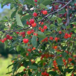 Norman's Orchard