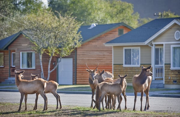 Redwood Adventures by null