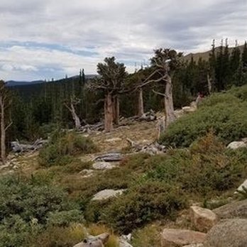 Mount Blue Sky Scenic Byway - Gorgeous twisters trees withstand the harshness of the mountain winds - Hiking Near Me