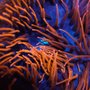 Photo of Underwater Wonders
