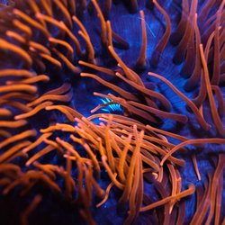 Underwater Wonders
