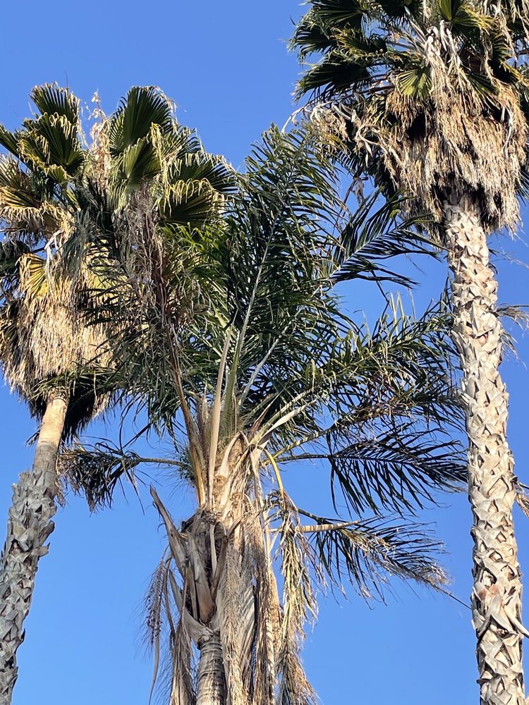 SANTIAGO TREE SERVICE Updated September 2024 Bakersfield