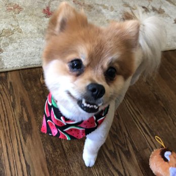 Catherine's Pet Parlor - Great cut on my pom - Pet Groomers Near Me - Watertown, Connecticut Catherine's Pet Parlor - Great cut on my pom - Pet Groomers Near Me - Watertown, Connecticut