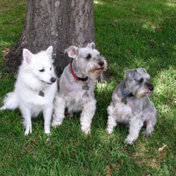 Little Dog Inn - Play with other small dogs, in a large fenced yard and live with us in our home.