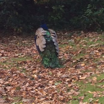 Holland Park - I thought it was a shaggy dog at first. - Parks Near Me - London, XGL Holland Park - I thought it was a shaggy dog at first. - Parks Near Me - London, XGL