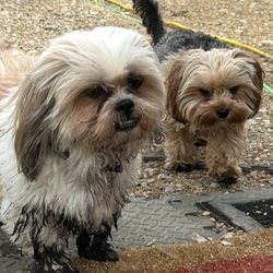 Pretty Paws Pet Spa