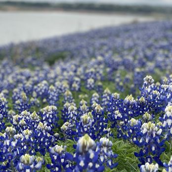 Muleshoe Bend Recreation Area - March 20, 2024 Bluebonnets at Muleshoe Bend - Parks Near Me - Spicewood, Texas Muleshoe Bend Recreation Area - March 20, 2024 Bluebonnets at Muleshoe Bend - Parks Near Me - Spicewood, Texas