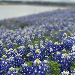 Muleshoe Bend Recreation Area - March 20, 2024 Bluebonnets at Muleshoe Bend