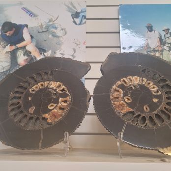 Beautiful Earth - Ammonites - Hobby Shops Near Me - Fort Bragg, California