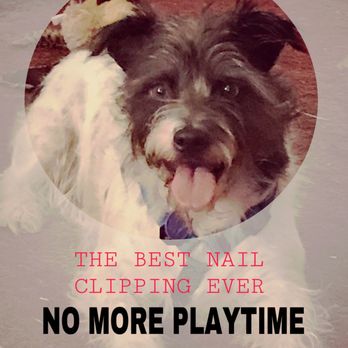 Good Time Groomin - BEST PET-ICURE EVER Adopted Companion Umbreon. - Pet Groomers Near Me - Ridgecrest, California Good Time Groomin - BEST PET-ICURE EVER Adopted Companion Umbreon. - Pet Groomers Near Me - Ridgecrest, California