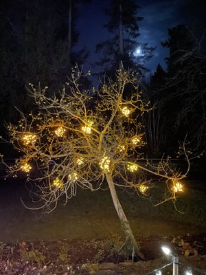 Milner Gardens & Woodland - Vancouver Island University by null