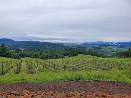 Bryn Mawr Vineyards by null
