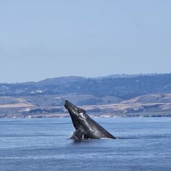 Stagnaro Charter Boats - Breaching