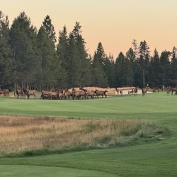 Elk on the green...