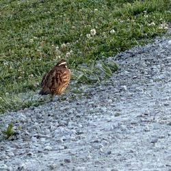 Otter Creek Farmstead & Distillery - Wildlife