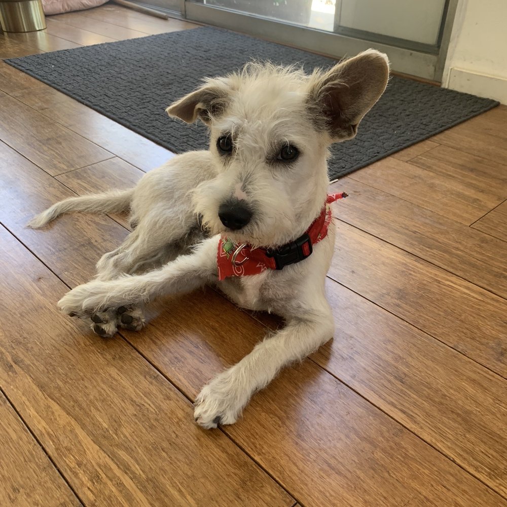 Cali Pets - After - Pet Groomers Near Me