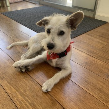 Cali Pets - After - Pet Groomers Near Me