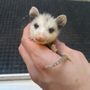 Photo of Sierra Wildlife Rescue