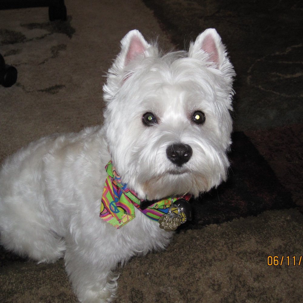 Chloe after visiting Village Pets! Chloe after visiting Village Pets!