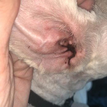 Petco - Cuts, blood and burns - Pet Training Near Me - Phoenix, Arizona