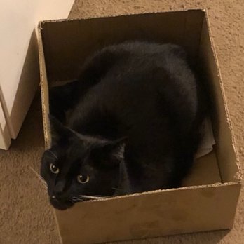 Cru Veterinary Services - Simon enjoying a cardboard box - Pet Services Near Me