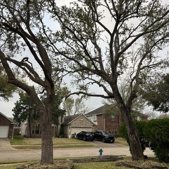 All Around Arbor Care - After - Tree Services Near Me All Around Arbor Care - After - Tree Services Near Me