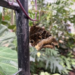 Missoula Butterfly House and Insectarium