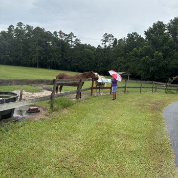 Mill Creek Farm - Animal Shelters Near Me - Alachua, Florida Mill Creek Farm - Animal Shelters Near Me - Alachua, Florida