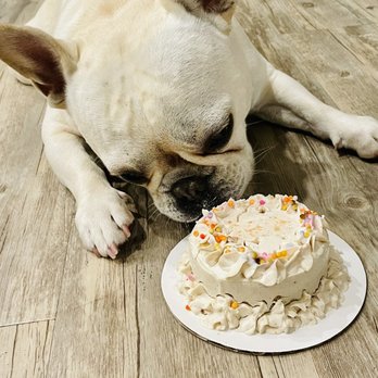 Leash and Collar - Birthday boy - Pet Stores Near Me - Sacramento, California Leash and Collar - Birthday boy - Pet Stores Near Me - Sacramento, California