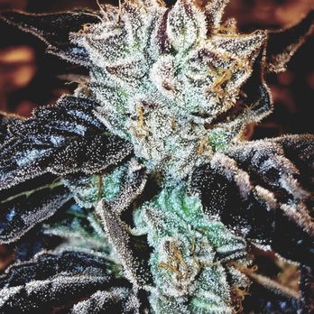 Denver Recreational - Cannabis Dispensaries Near Me - Denver, Colorado
