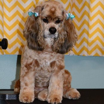 Four Paw Spa Grooming - Pet Groomers Near Me Four Paw Spa Grooming - Pet Groomers Near Me