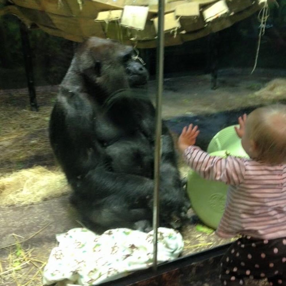 Gorilla Forest - November 2015 - Zoos Near Me - Louisville, Kentucky