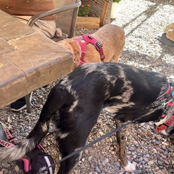 Lone Star Bistro - Our dogs on the outdoor patio!  Love that we could have them with us and enjoy our lunch instead of having to sit in our car to eat. - Coffee & Tea Near Me - Lone Pine, California