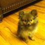 Suzette's Grooming Salon & Pet Supply