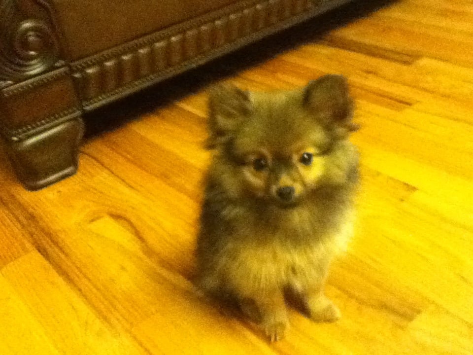 Suzette's Grooming Salon & Pet Supply - pet boarding facility in Edison, NJ