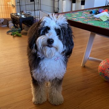 Perfect Pet Salon - Before - Pet Groomers Near Me - Concord, California Perfect Pet Salon - Before - Pet Groomers Near Me - Concord, California