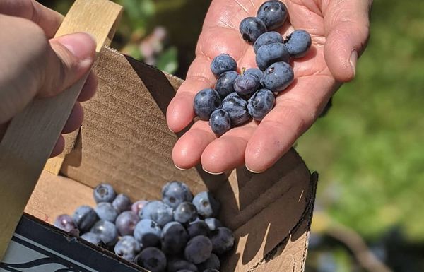 Andrews Farm Market & Winery by null