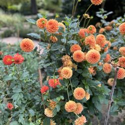Real Jardín Botánico - Dahlias